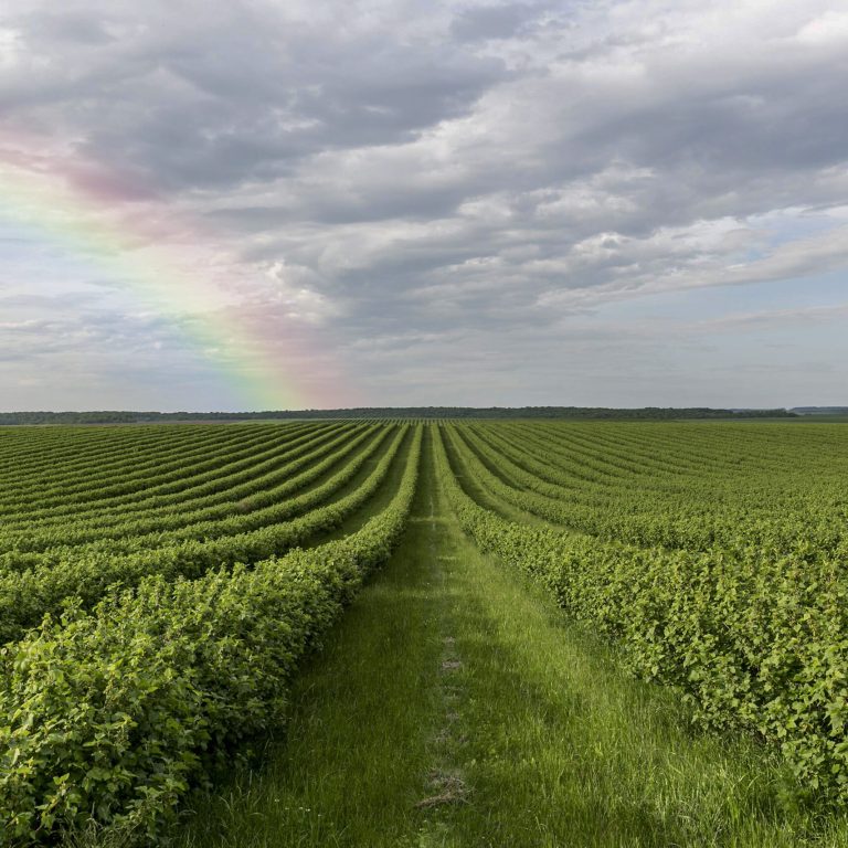 beautiful-landscape-with-rainbow-plants